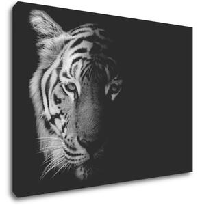 Impresi Obraz Tiger čiernobiely - 70 x 50 cm