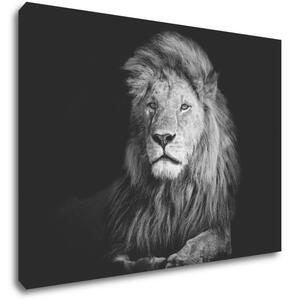 Impresi Obraz Lev čiernobiely - 70 x 50 cm