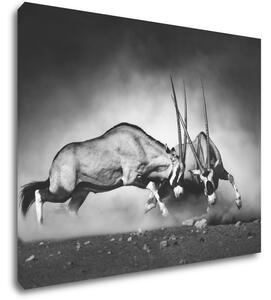 Impresi Obraz Antilopy čiernobiele - 90 x 70 cm
