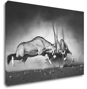 Impresi Obraz Antilopy čiernobiele - 70 x 50 cm
