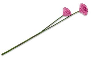 German ALLIUMI Cesnakový kvet / plastový / ružový