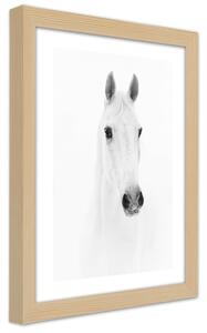 Gario Plagát Sivý kôň Farba rámu: Prírodná, Veľkosť: 20 x 30 cm