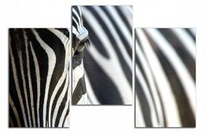 Obraz na plátne Zebra