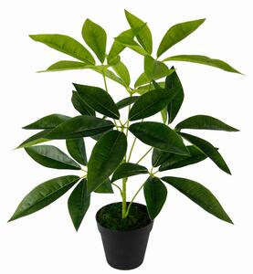 ŠEFLERA 50 cm - Kvety & kvetináče, Online Only