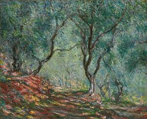 Monet, Claude - Umelecká tlač Olive Trees in the Moreno Garden, 1884, (40 x 35 cm)