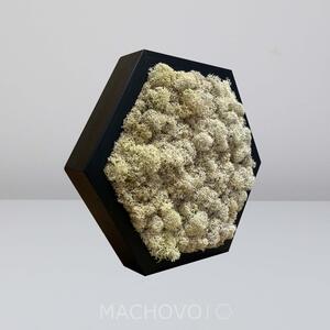 Machový obraz - šesťuholník - lišajník biely