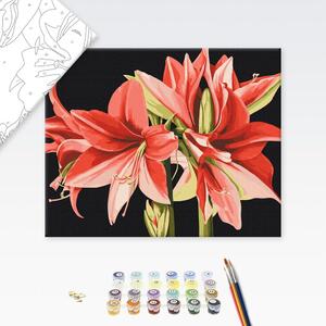 Maľovanie podľa čísiel kvety Amaryllis