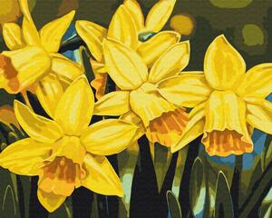 Maľovanie podľa čísiel kvety narcisov