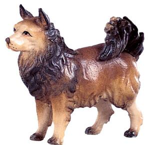Špic pes pre betlehem - dolomitský