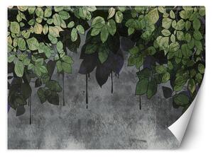 Fototapeta Zelené listy na betónovom pozadí Materiál: Vliesová, Rozmery: 200 x 140 cm