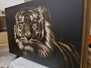 Obraz tiger v sépiovom prevedení - 60x40