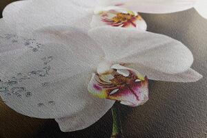 Obraz orchidea a motýľ