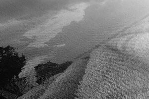 Obraz levanduľové pole v čiernobielom prevedení