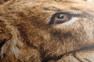 Obraz mláďa leva