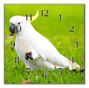Nástenné hodiny papagáj 30x30cm IX - plexi
