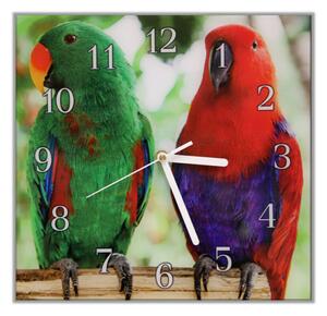 Nástenné hodiny 30x30cm papagáj eclektus - plexi