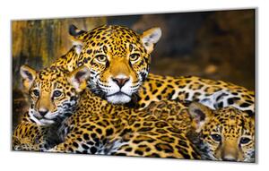 Ochranná doska šelma jaguár s mláďatami - 55x55cm / ANO