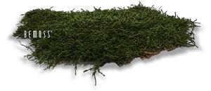 Stabilizovaný mach Flatmoss Natural - 1000g