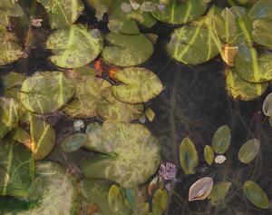 Ilustrácia Pond plants, Nel Talen, (40 x 30 cm)