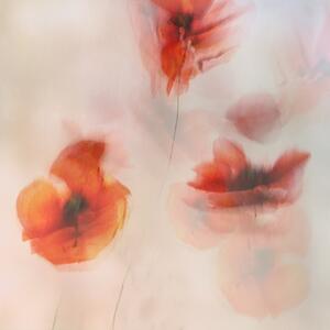 Ilustrácia Painted poppies, Nel Talen, (40 x 40 cm)