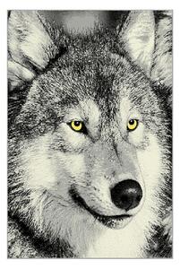 Koberec KOLIBRI 5 vlk sivý, 120x170 cm