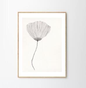 The Poster Club Plagát Poppy by Ana Frois 30x40 cm