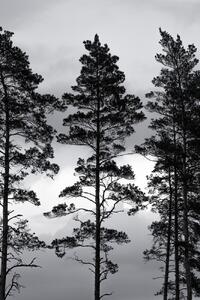 Umelecká fotografie Swedish Trees, Mareike Böhmer, (26.7 x 40 cm)