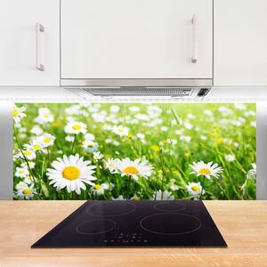 Nástenný panel  Sedmokráska kvet rastlina 125x50 cm