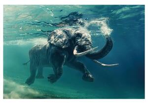 Obraz ELEPHANT 120x80 cm, viacfarebná