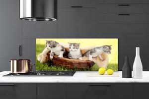 Sklenený obklad Do kuchyne Mačky zvieratá 125x50 cm