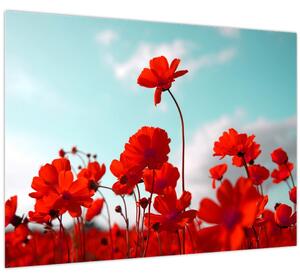 Obraz poľa s jasne červenými kvetmi (70x50 cm)