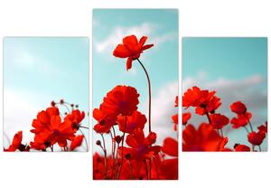 Obraz poľa s jasne červenými kvetmi (90x60 cm)