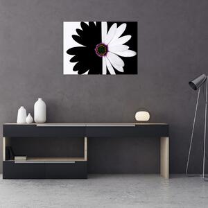 Obraz čiernobieleho kvetu (70x50 cm)