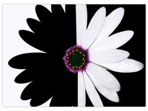 Obraz čiernobieleho kvetu (70x50 cm)