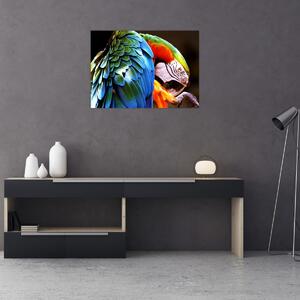 Obraz - Papagáj (70x50 cm)