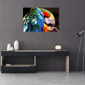 Obraz - Papagáj (90x60 cm)