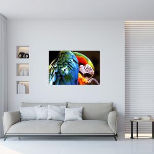 Obraz - Papagáj (90x60 cm)