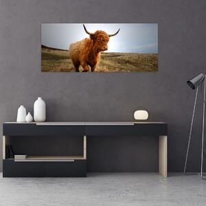 Obraz škótskej kravy (120x50 cm)