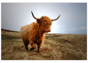 Obraz škótskej kravy (90x60 cm)