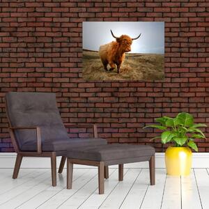 Obraz škótskej kravy (70x50 cm)