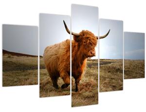 Obraz škótskej kravy (150x105 cm)