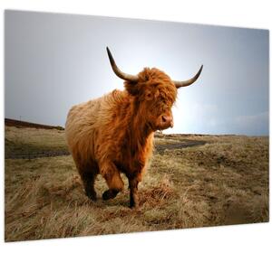 Obraz škótskej kravy (70x50 cm)