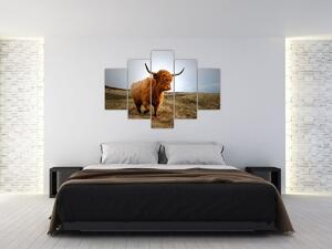 Obraz škótskej kravy (150x105 cm)
