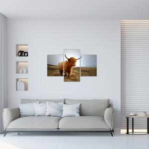 Obraz škótskej kravy (90x60 cm)
