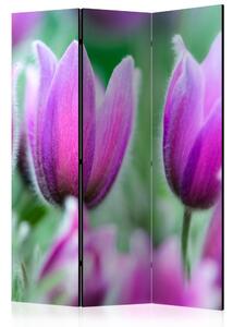 Artgeist Paraván - Purple spring tulips [Room Dividers]