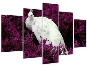 Obraz - Biely páv (150x105 cm)