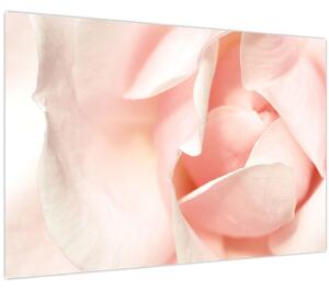 Obraz - Ruže (90x60 cm)