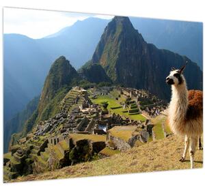 Obrázok - Lama a Machu Picchu (70x50 cm)