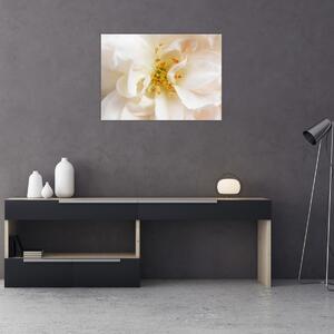 Obraz - Kvet (70x50 cm)