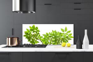 Sklenený obklad Do kuchyne Vetva listy rastlina príroda 125x50 cm
